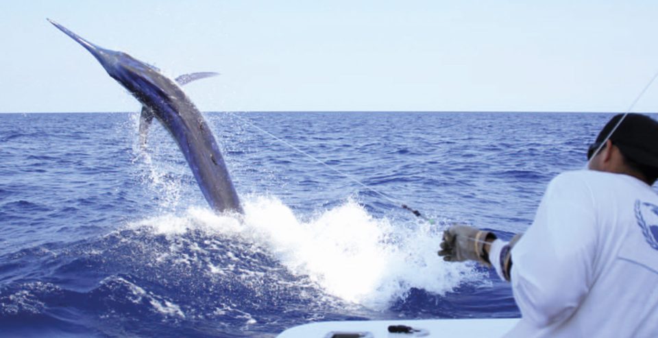 2011 Cairns Marlin Season Recap