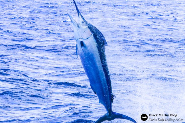 bigmarlin