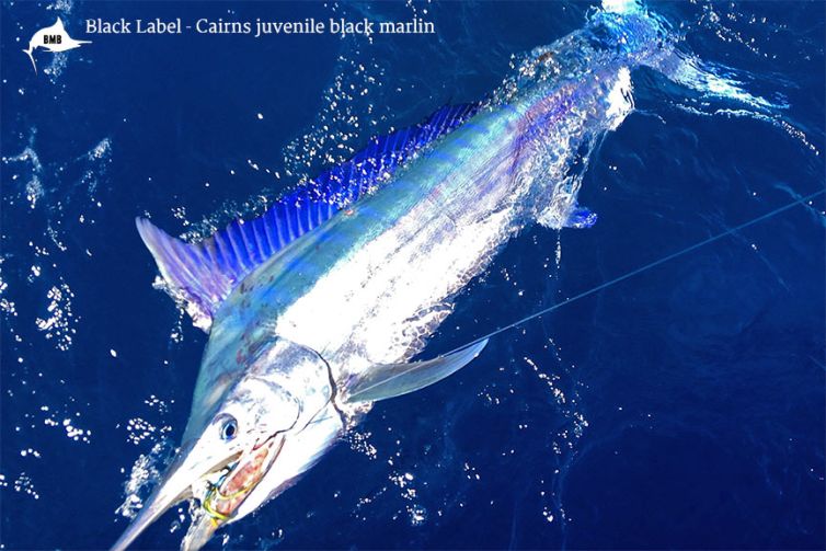 black-label-black-marlin