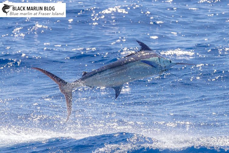 blue-marlin