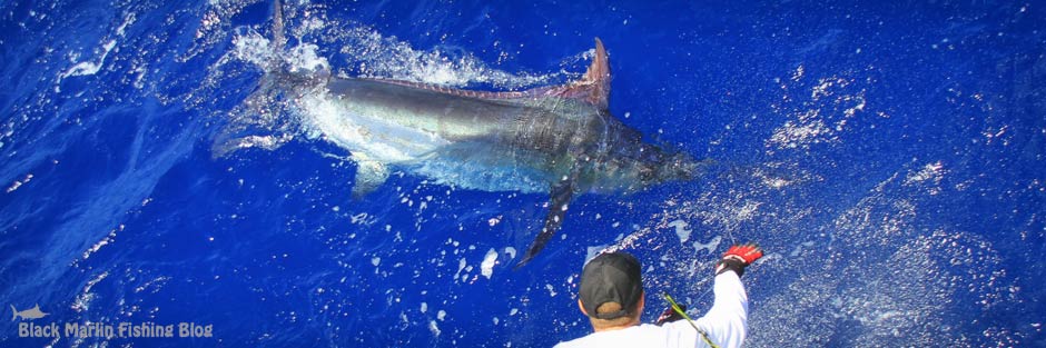 port stephens blue marlin