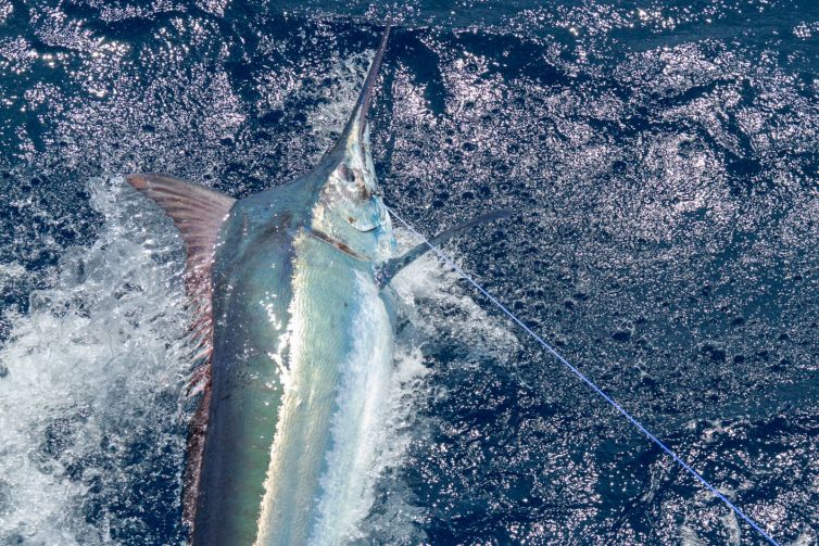 cairns-black-marlin