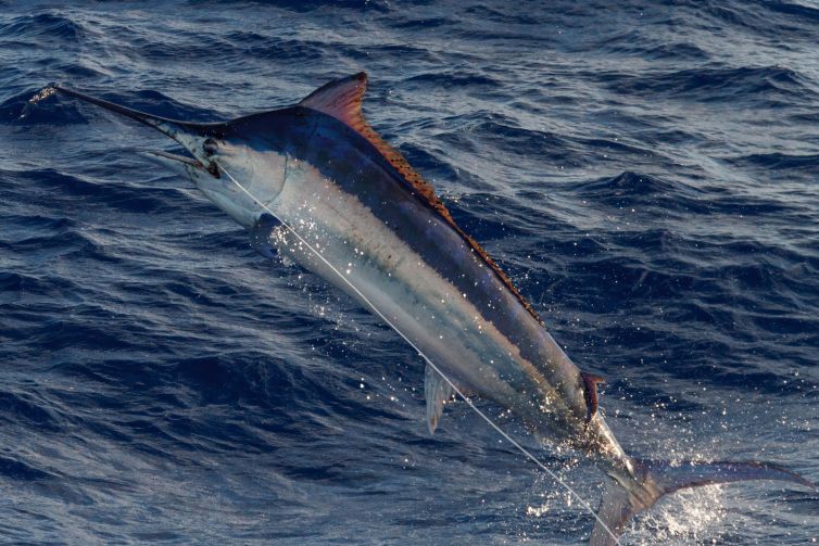 cairns-black-marlin22