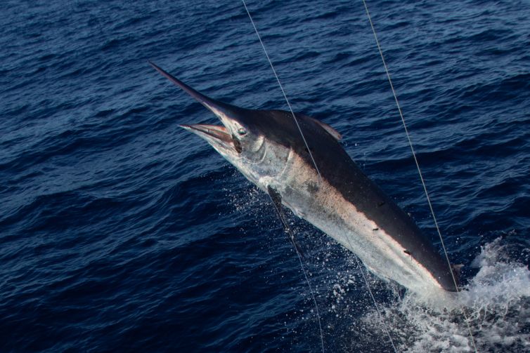 divan-black-marlin