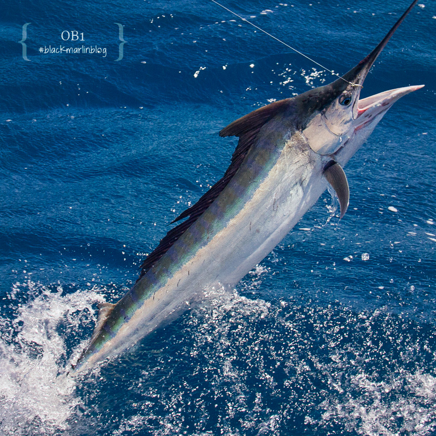 top Australian marlin fishing