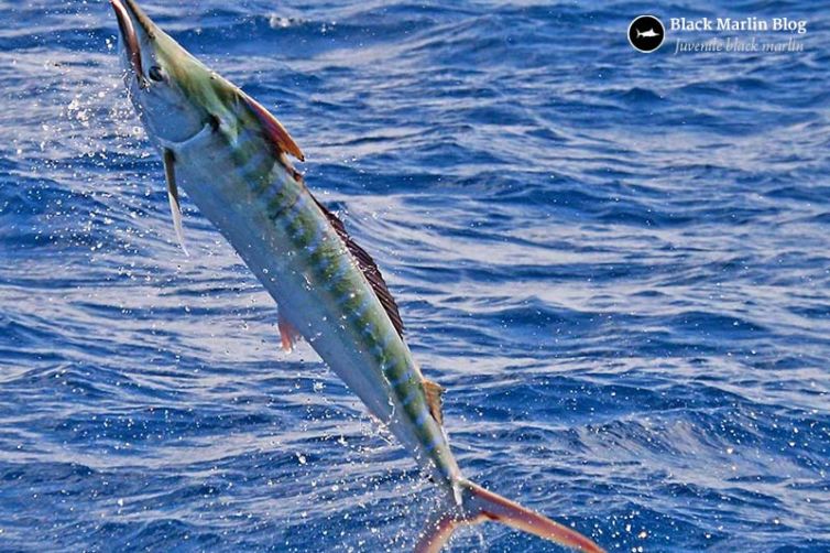 juvenile-black-marlin