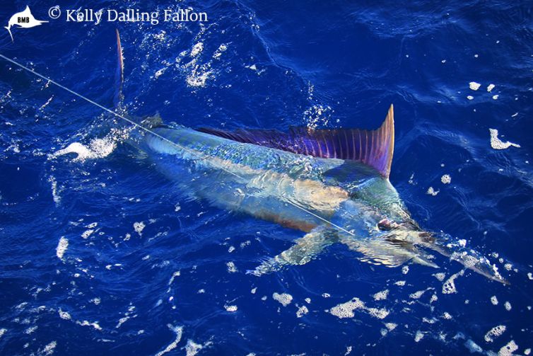 juvenile-black-marlin