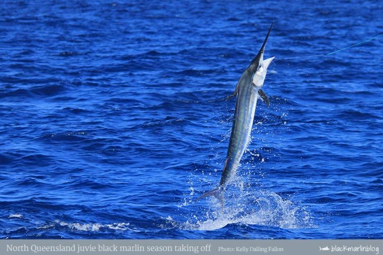 juvie-black-marlin