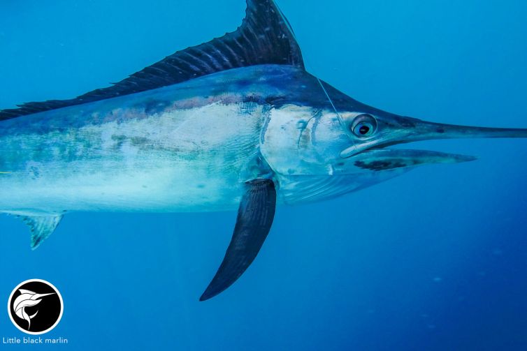 little-black-marlin