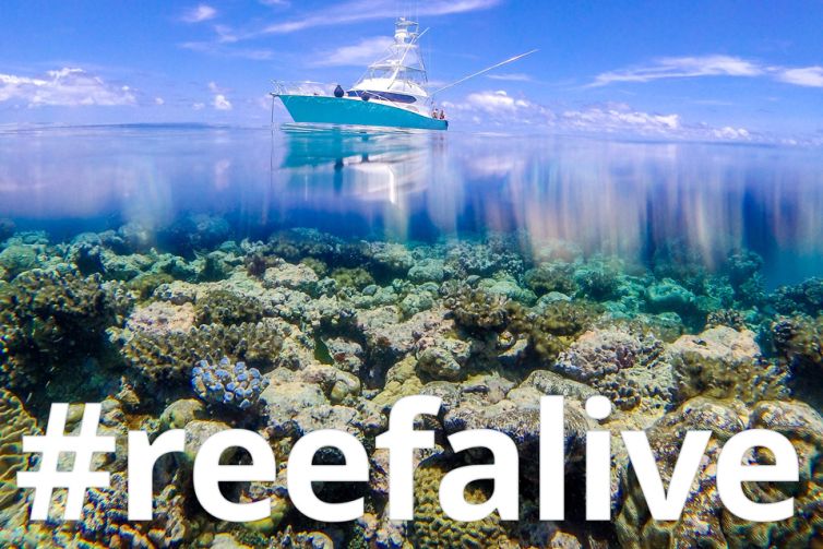 reefalive-blog