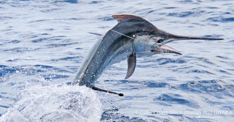 small-black-marlin