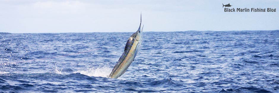 Port Stephens striped marlin