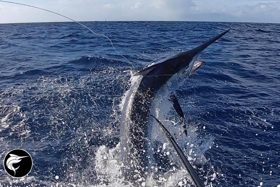 2019 Cairns Marlin Season Recap